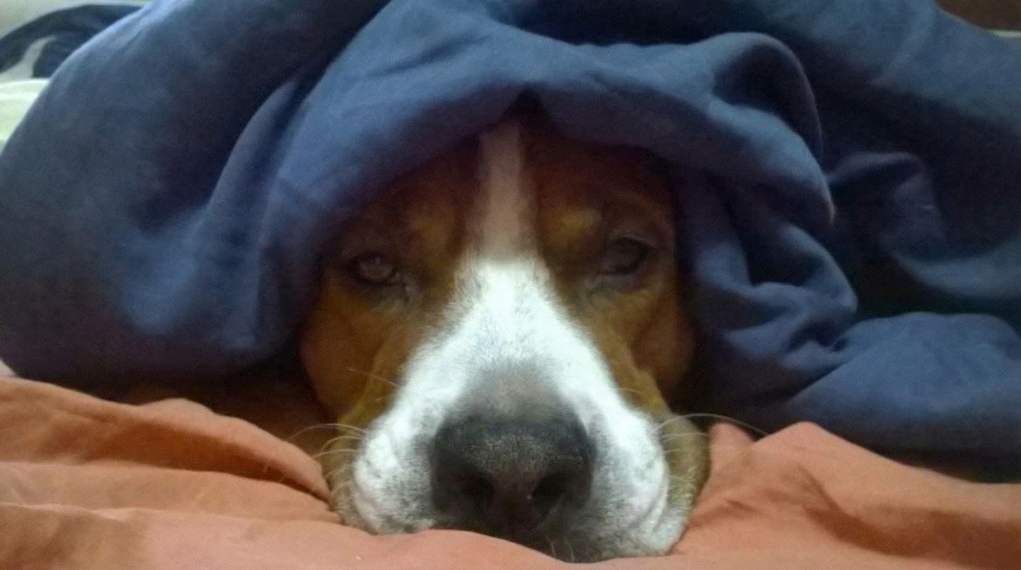 Portrettfoto av Rocky, en elsket hund til minne på Minnepote