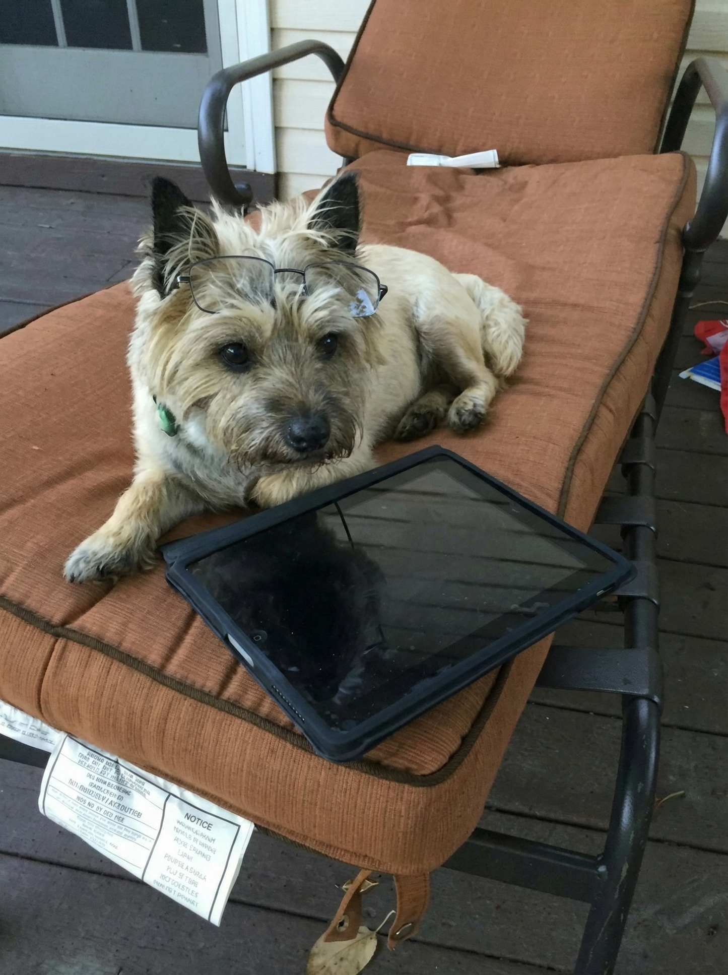 Portrettfoto av Kainos, en kjærlig cairn terrier, til minne på Minnepote