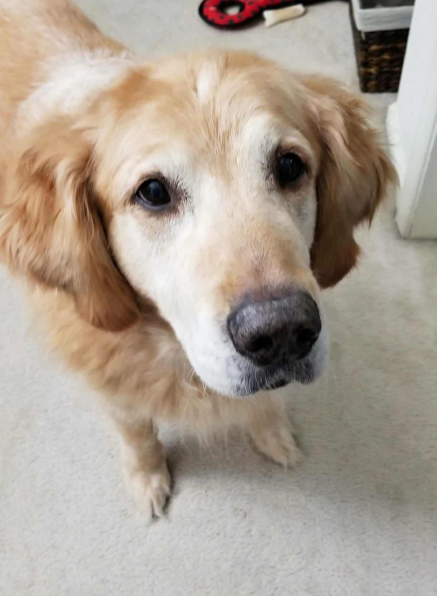 Bilde av Henry, en kjærlig golden retriever fra Oslo, hvilende fredelig i sollyset