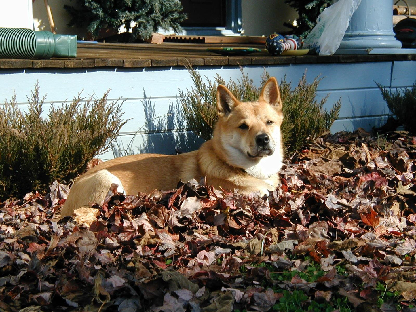 Bilde av Nettie, en vennlig hund som elsket turer og leker i Stavanger/Sandnes-området