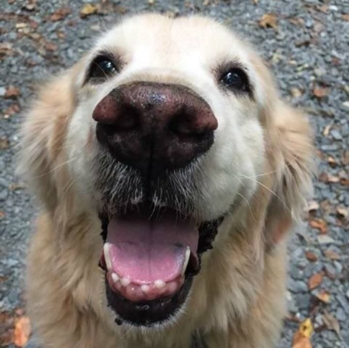 Portrettfoto av Gretel, en vakker gullent retriever, til minne på Minnepote