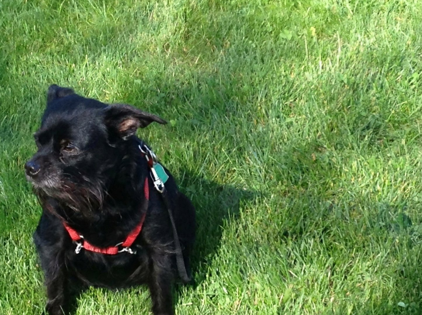 Minnestund for hunden Sneakers med eier Linda i Stavanger/Sandnes, Norge - et varmt minne om deres ni år sammen