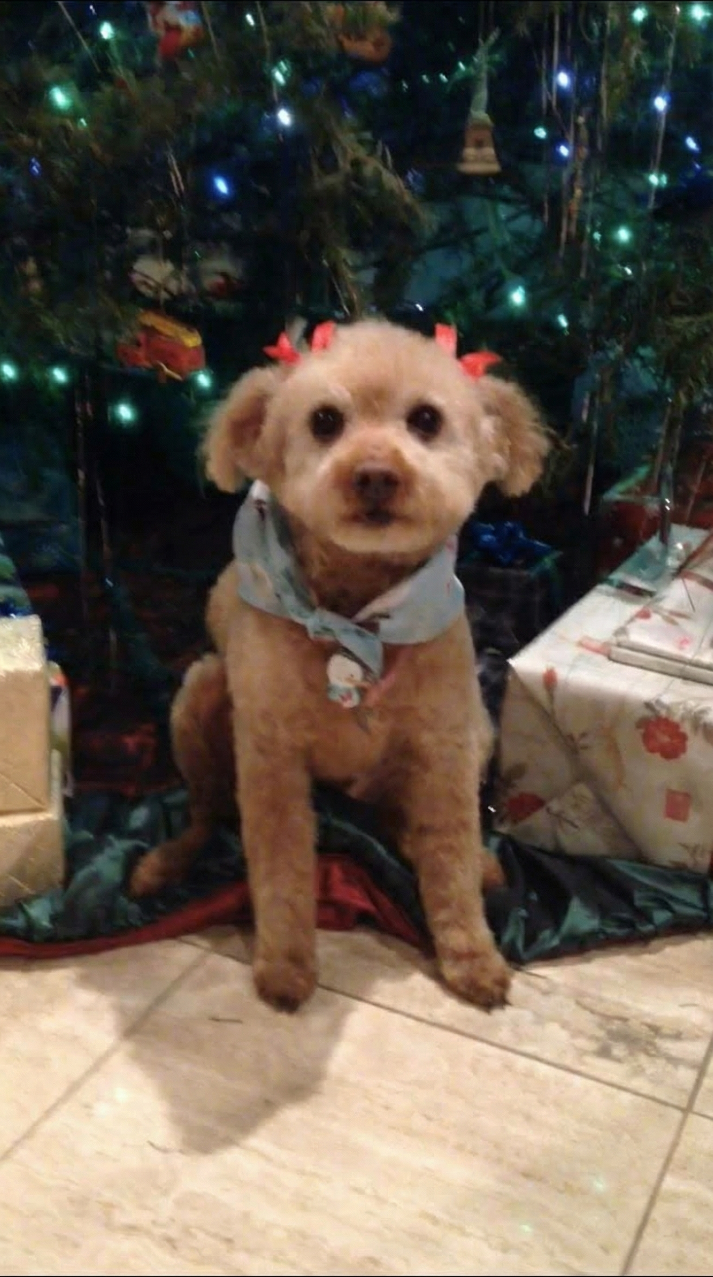 Et minnebilde av Moxie, en elsket hund fra Oslo, Norge.