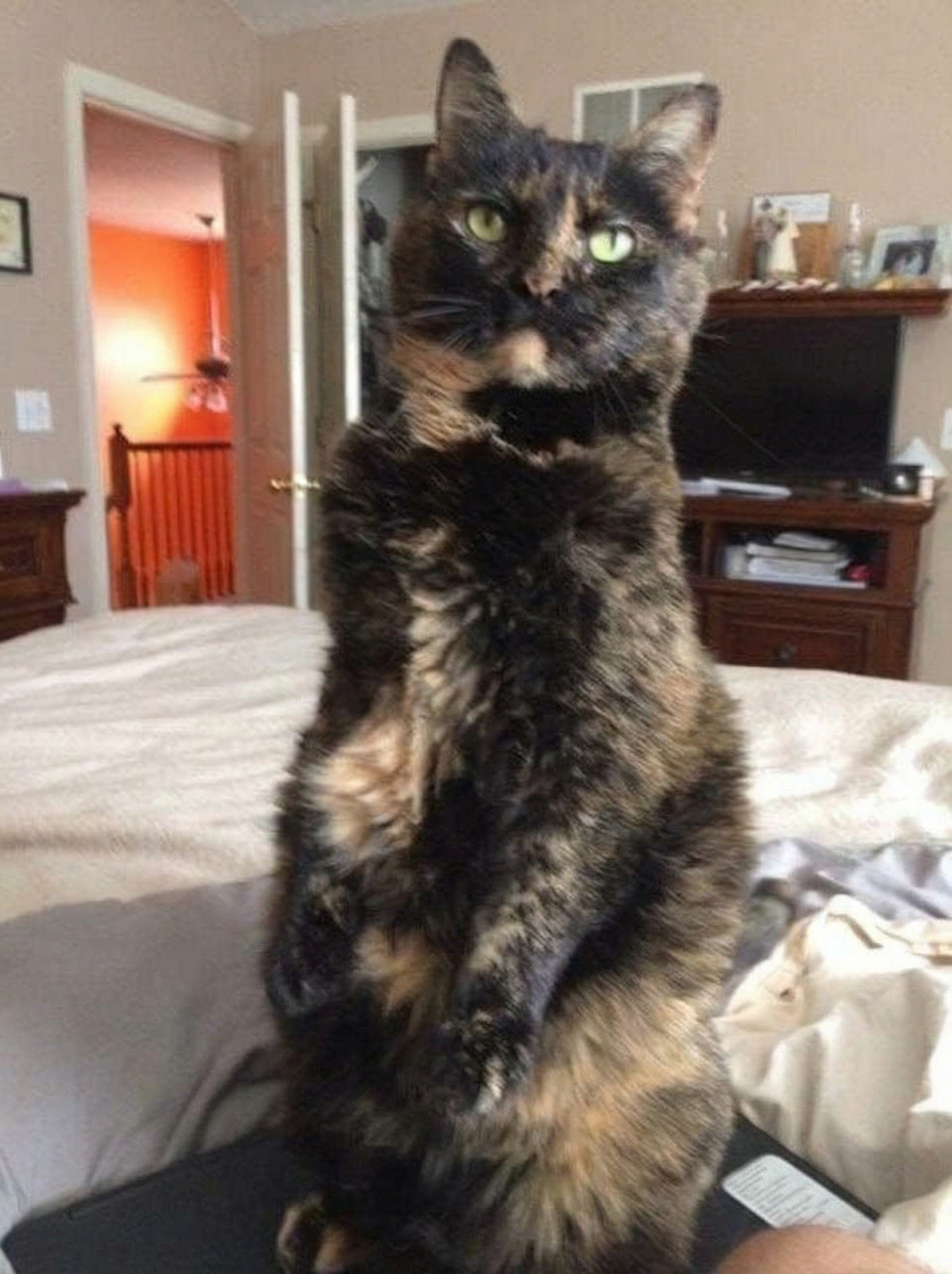 Et minnebilde av Momma, en elsket katt fra Oslo, Norge.