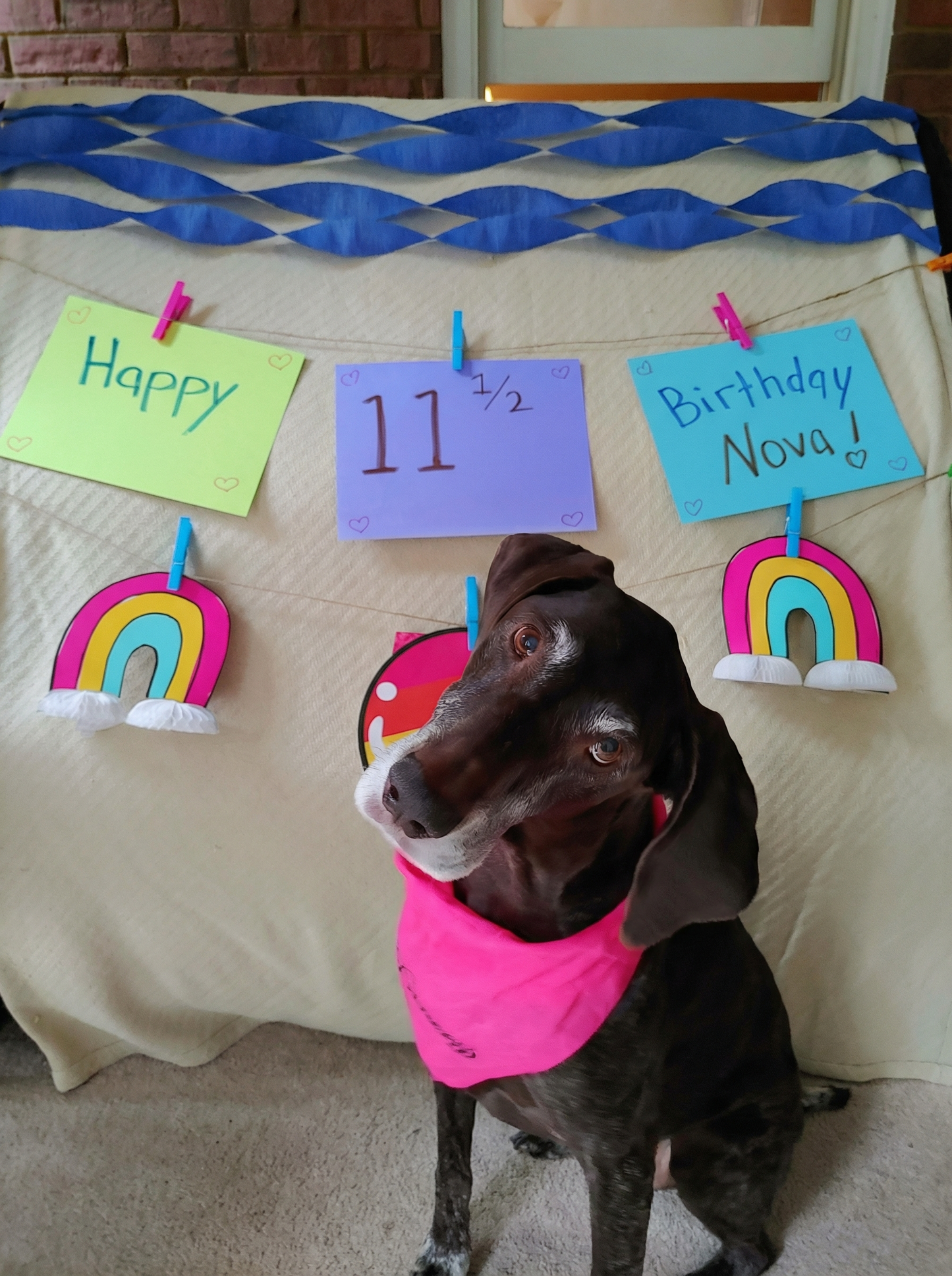 En nydelig tysk korthåret vorsteh ved navn Nova som ser inn i kameraet.