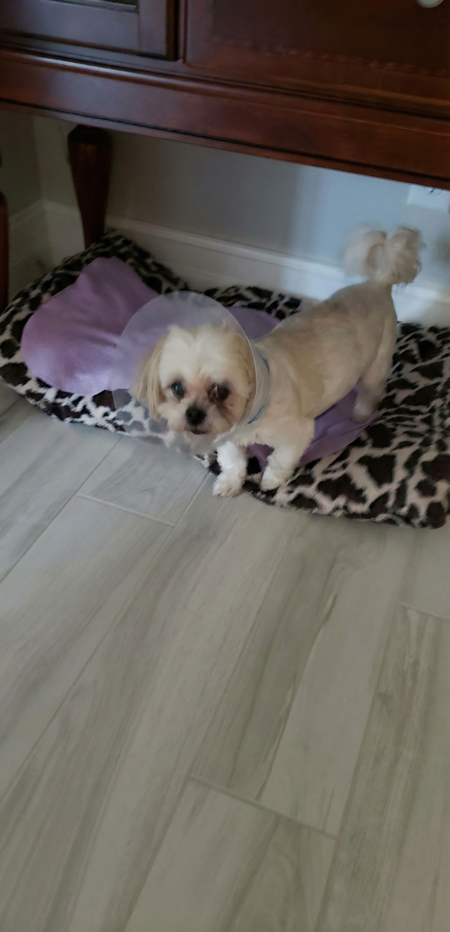 En liten, hvit, fluffy hund ved navn Mo hviler og ser rolig mot kameraet.