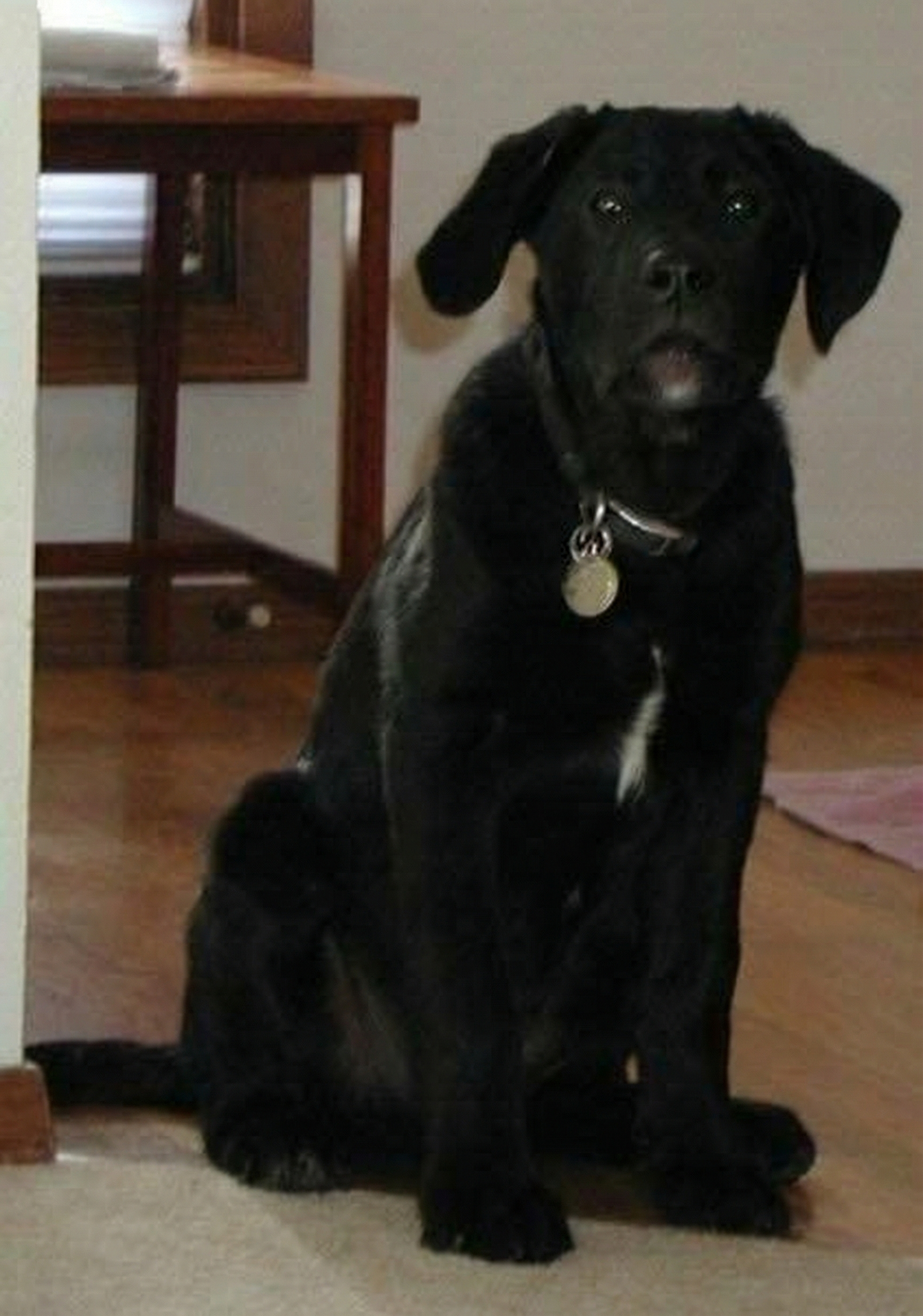 Buddy, en kjærlig hund fra Arendal, Norge, minnes på Rainbow Bridge.