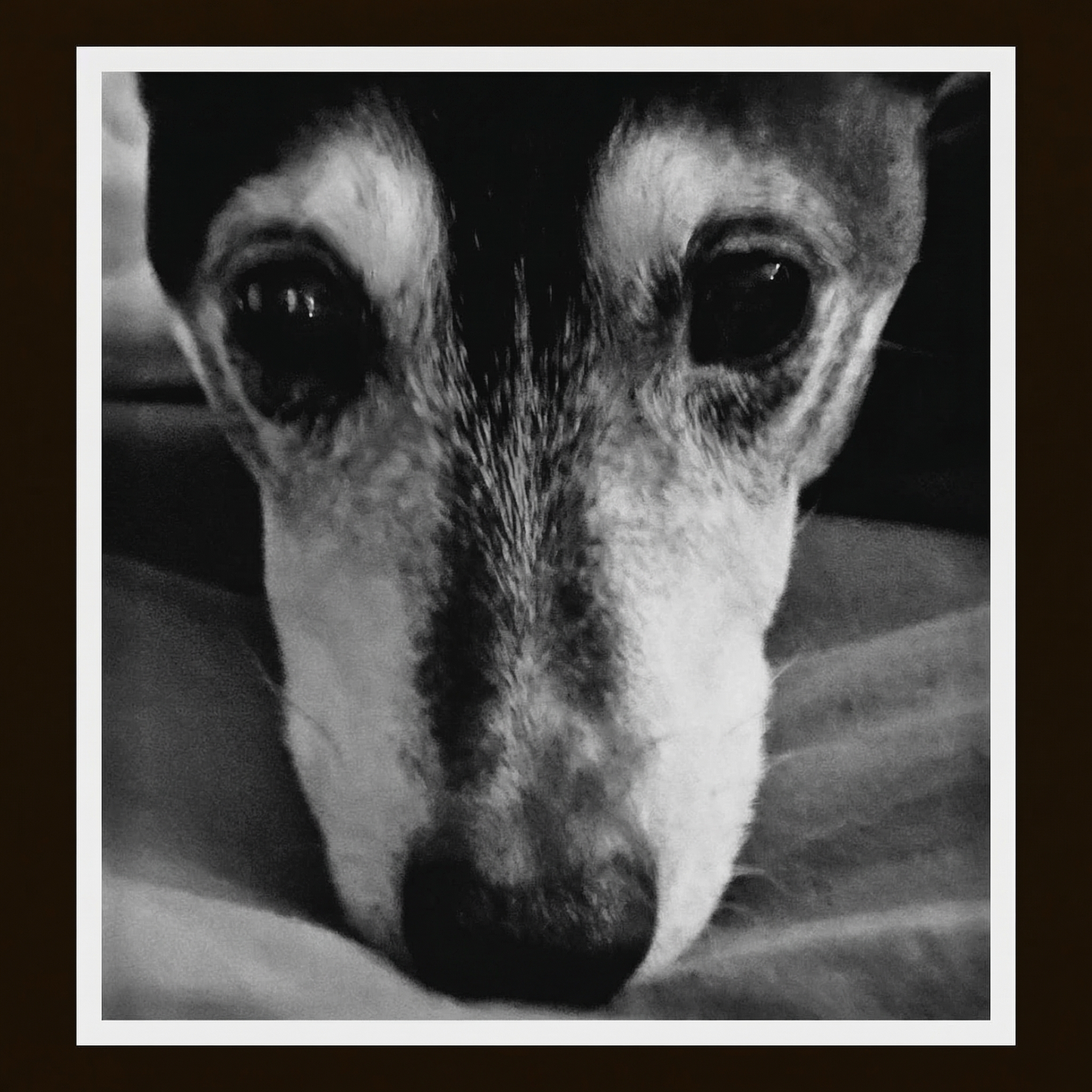 En Rat Terrier ved navn Freddy som hviler fredelig i sitt hjem i Oslo, Norge.