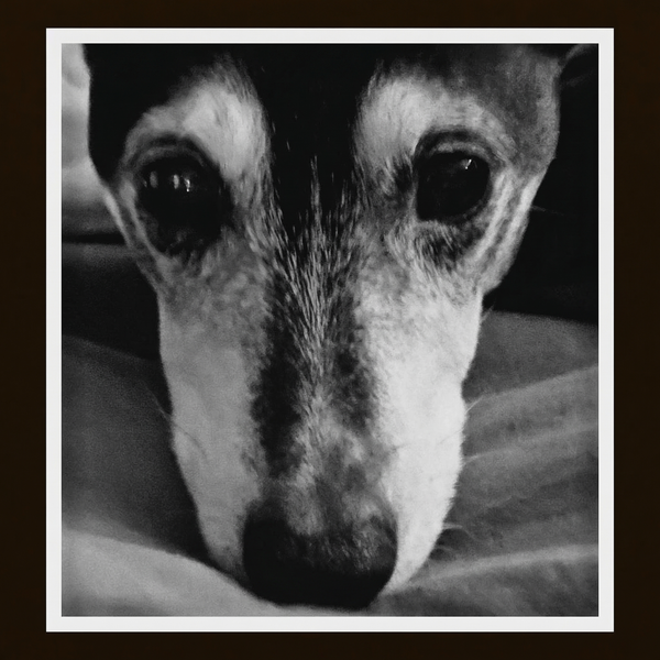 En Rat Terrier ved navn Freddy som hviler fredelig i sitt hjem i Oslo, Norge.