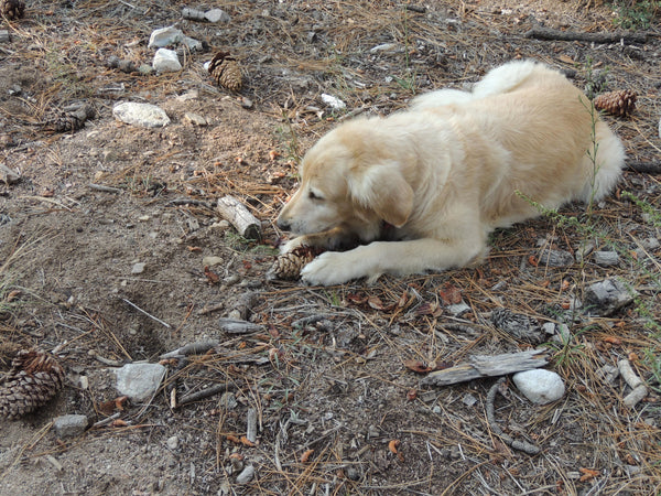 Lacy, en elsket hund, minnes av Renah i Trondheim.