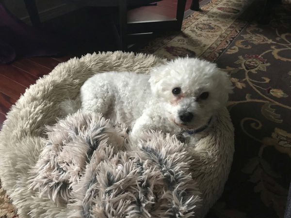 Portrettfoto av Felix, et elsket kjæledyr, til minne på Minnepote.