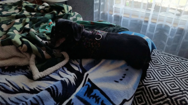 Bilde av Balder, en brun og hvit dachs, som sitter på en grå sofa i et hjem.