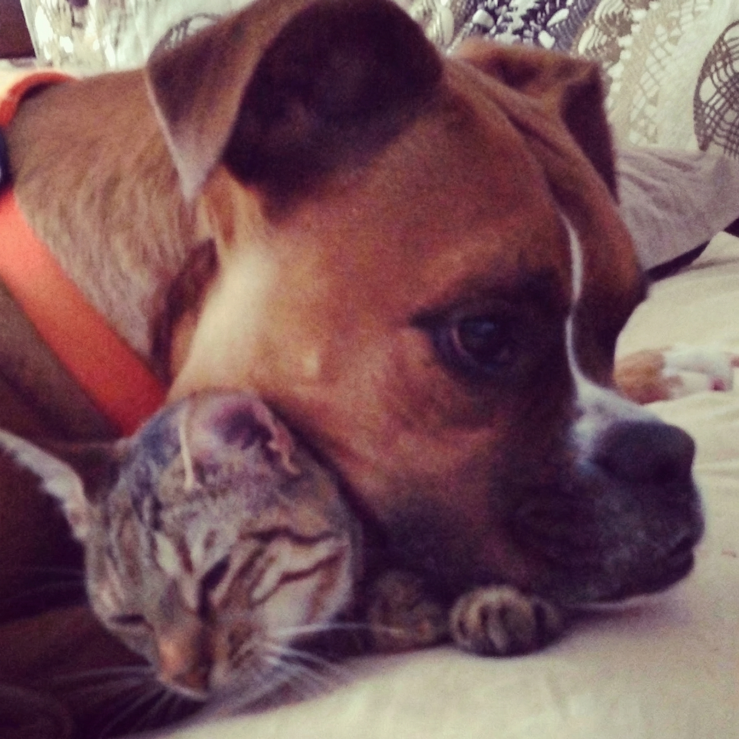 Minneside for hunden Charlie Wing, en trofast følgesvenn fra Stavanger   /  Sandnes, Norge.