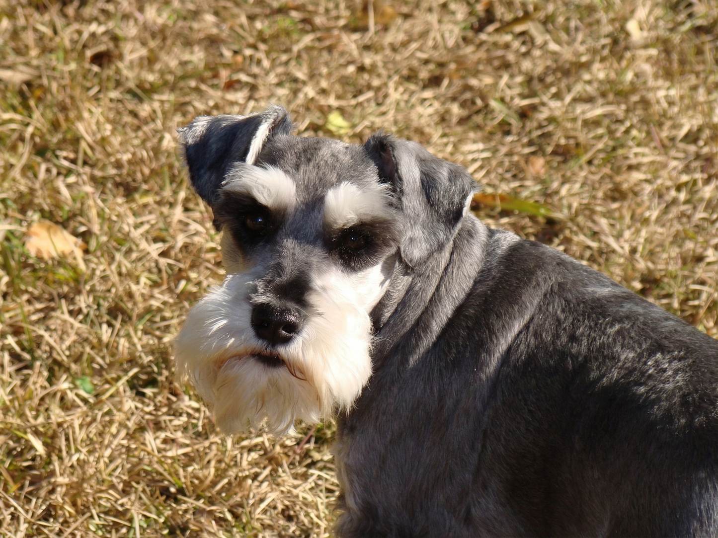 Bilde av Kaiser, en søt schnauzer som hviler i hagen i Eidsvoll, Norge.