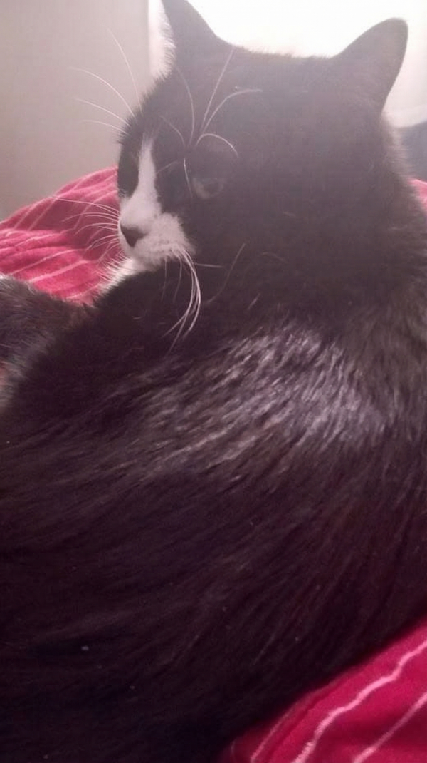 Bilde av katten Lola som sitter på en stol, med en halsbånd og en rolig holdning. Foto til minne om Lola.