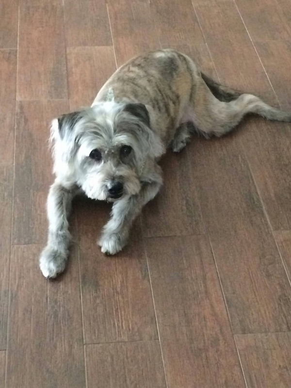 Max, en søt og snill hund, ligger på gresset i solen i Trondheim, Norge.