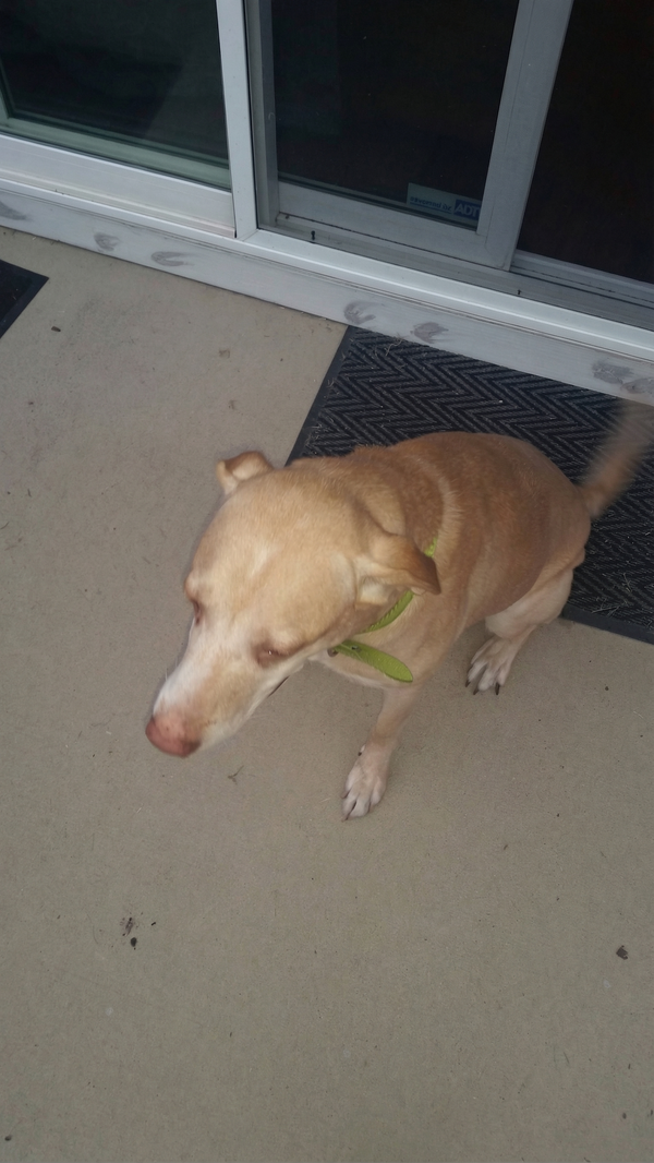 Bilde av Bosse, en søt hund som smiler, i minnevegg for kjæledyr.