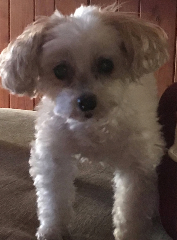 Lille, en liten maltepoo-hund med et rosa bånd, sitter på en sofa i et minnebilde.