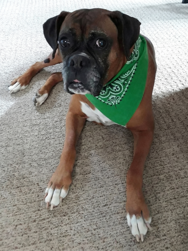 Foto av Frida, en hund som sovner for alltid, minnebildet lastet opp av Ola.