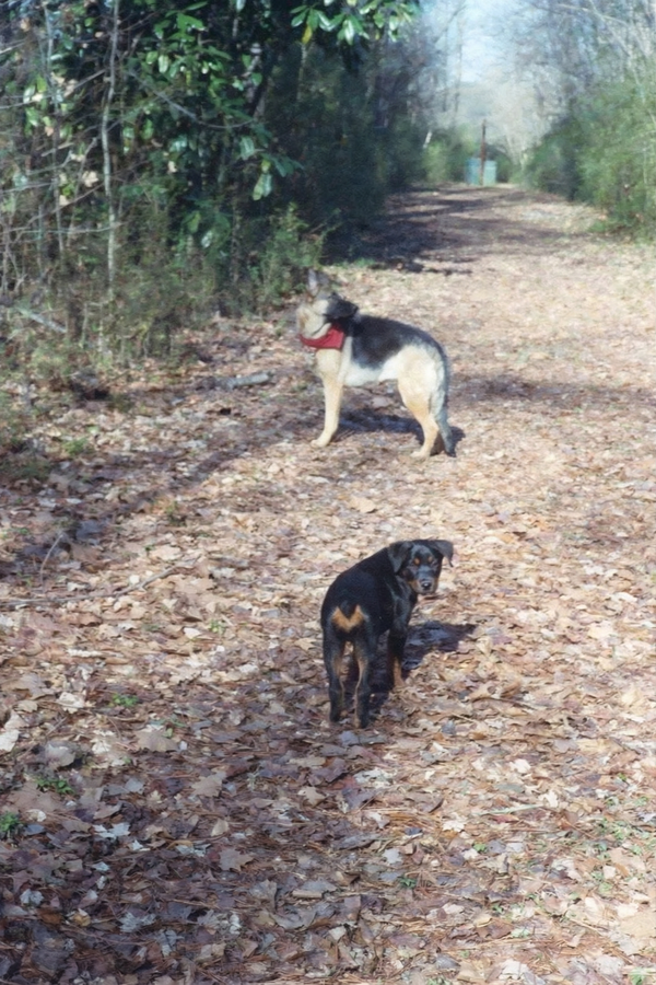 Bilde av Nora, en rottweiler, som ligger på gresset og ser opp på kameraet.