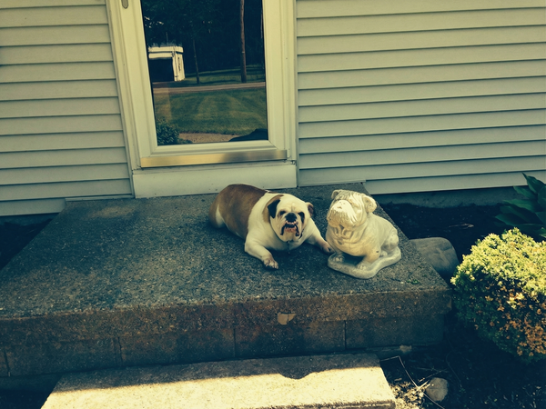 Bilde av Freya, en engelsk bulldog, som ble reddet og ble en elsket familiehund i Steinkjer, Norge.