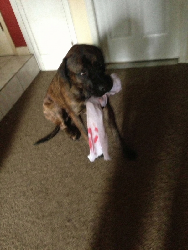 Sofus, en brindle engelsk mastiff, hviler på gresset i solskinnet i hagen i Volda.