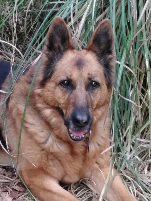 Maya (baby Cakes) - en søt hund som sitter på gresset i hagen i Oslo, Norge.
