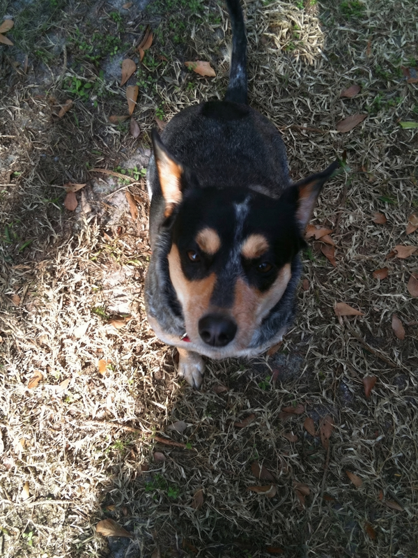 Bilde av Sigurd, en hund som ble reddet som valp og bodde i Sandefjord, Norge.