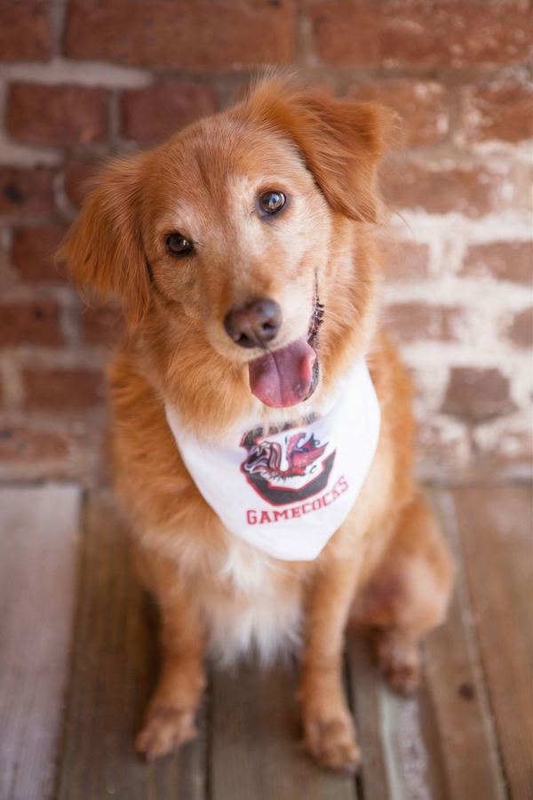 Molly, en kjæleglad hund som elsket vann og bilturer, poserer for et minnebilde på regnbuebroen.