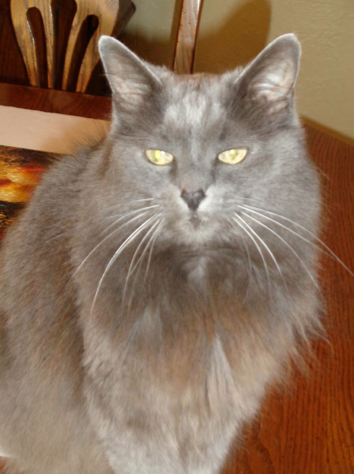 Portrettfoto av Shasta Rose, en elsket katt til minne på Minnepote