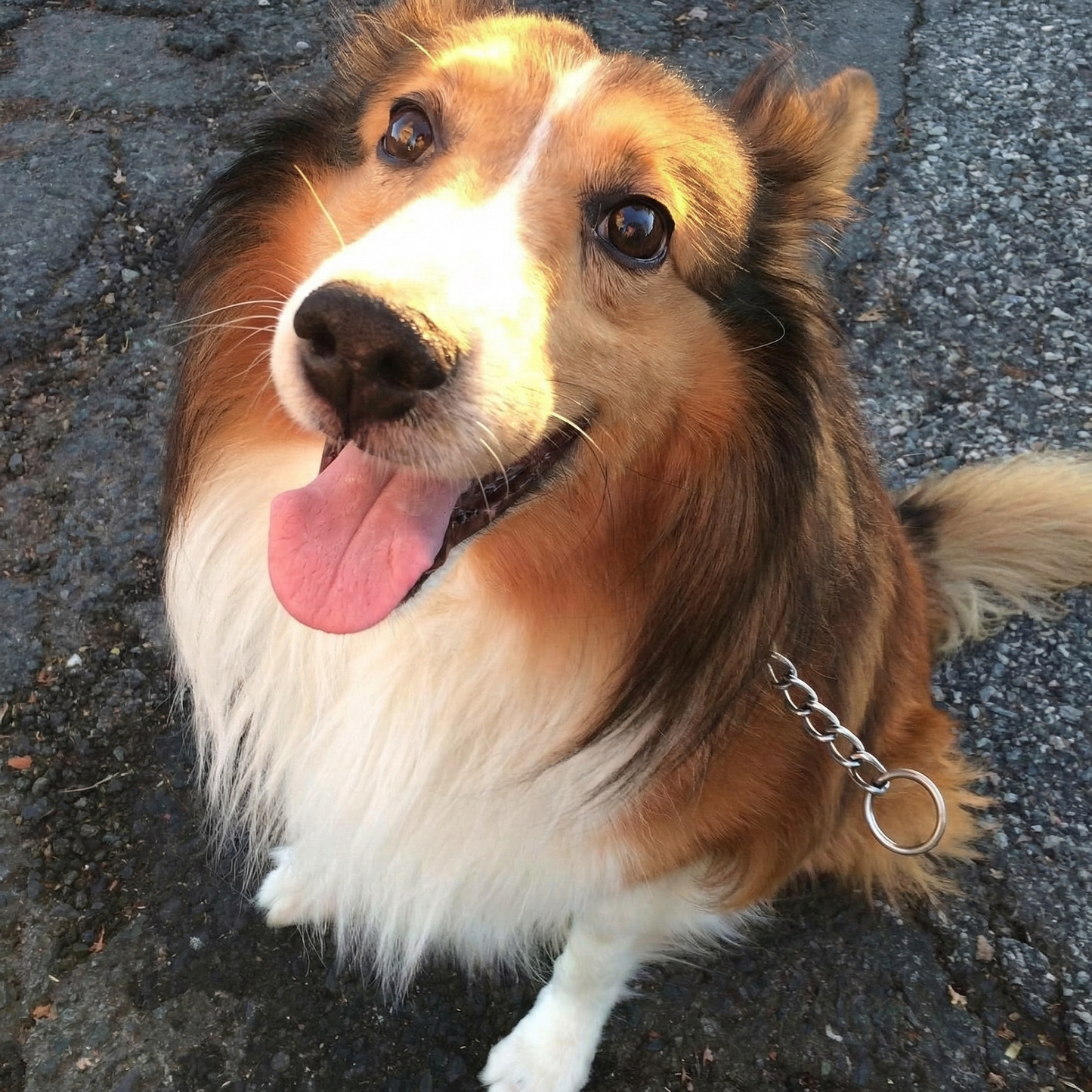 Portrettfoto av Loke, en hund, på en norsk minneside til ære for livet hans