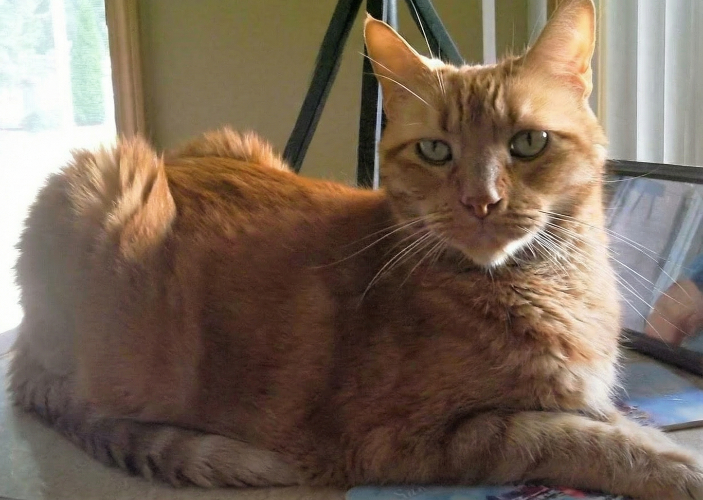 Portrett av Gus, en oransje tabbykatt, til minnesiden på Minnepote.