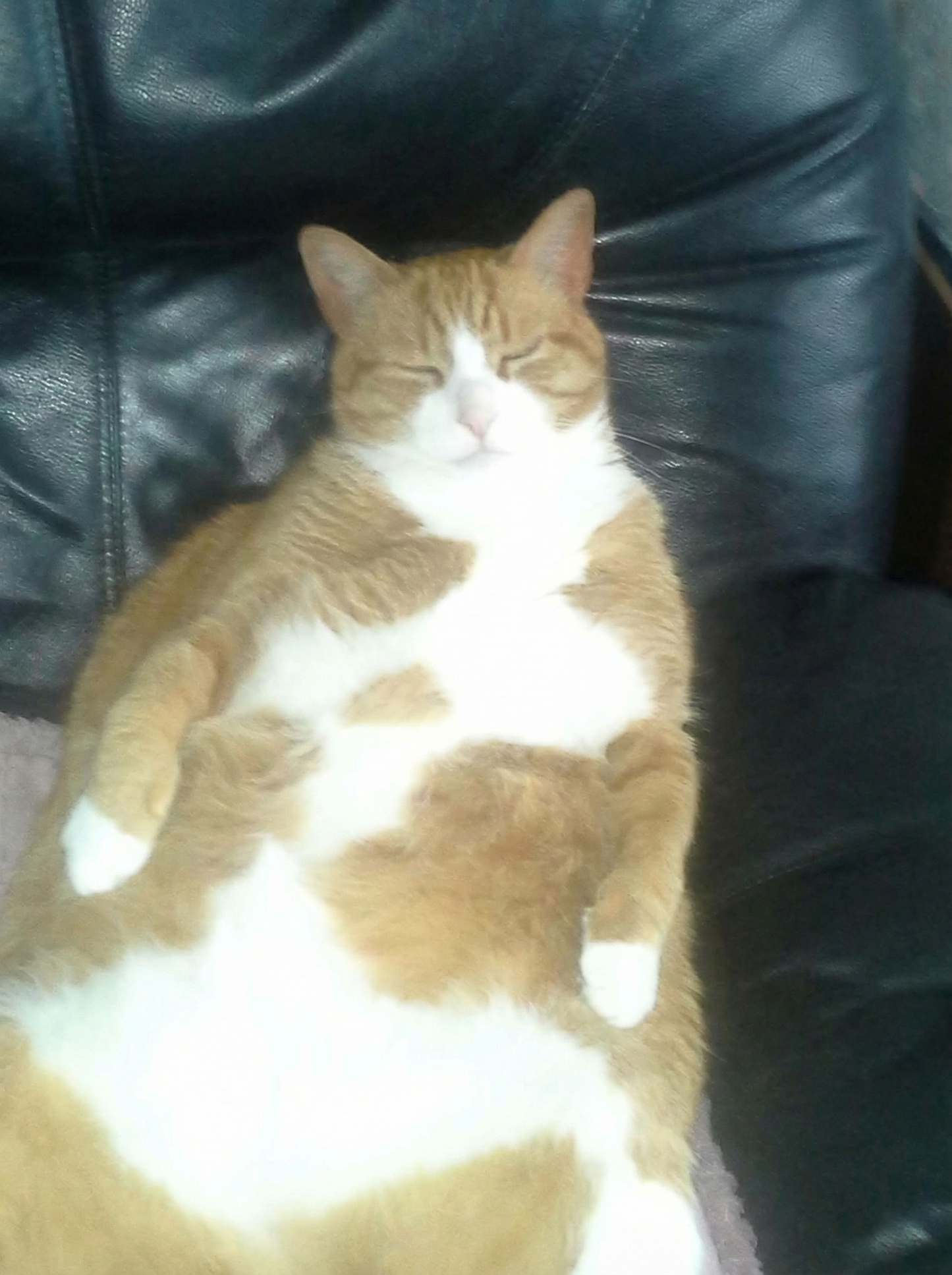 Portrettfoto av Garfield Hoffman, en oransje og hvit katt, på en norsk minneside til ære for livet hans