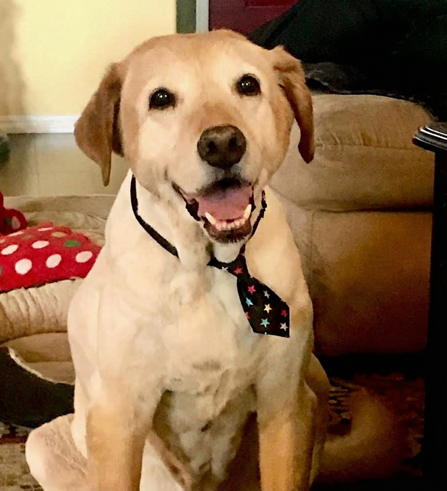 Portrettfoto av Chip, en stor gul hund, på en norsk minneside til ære for livet hans