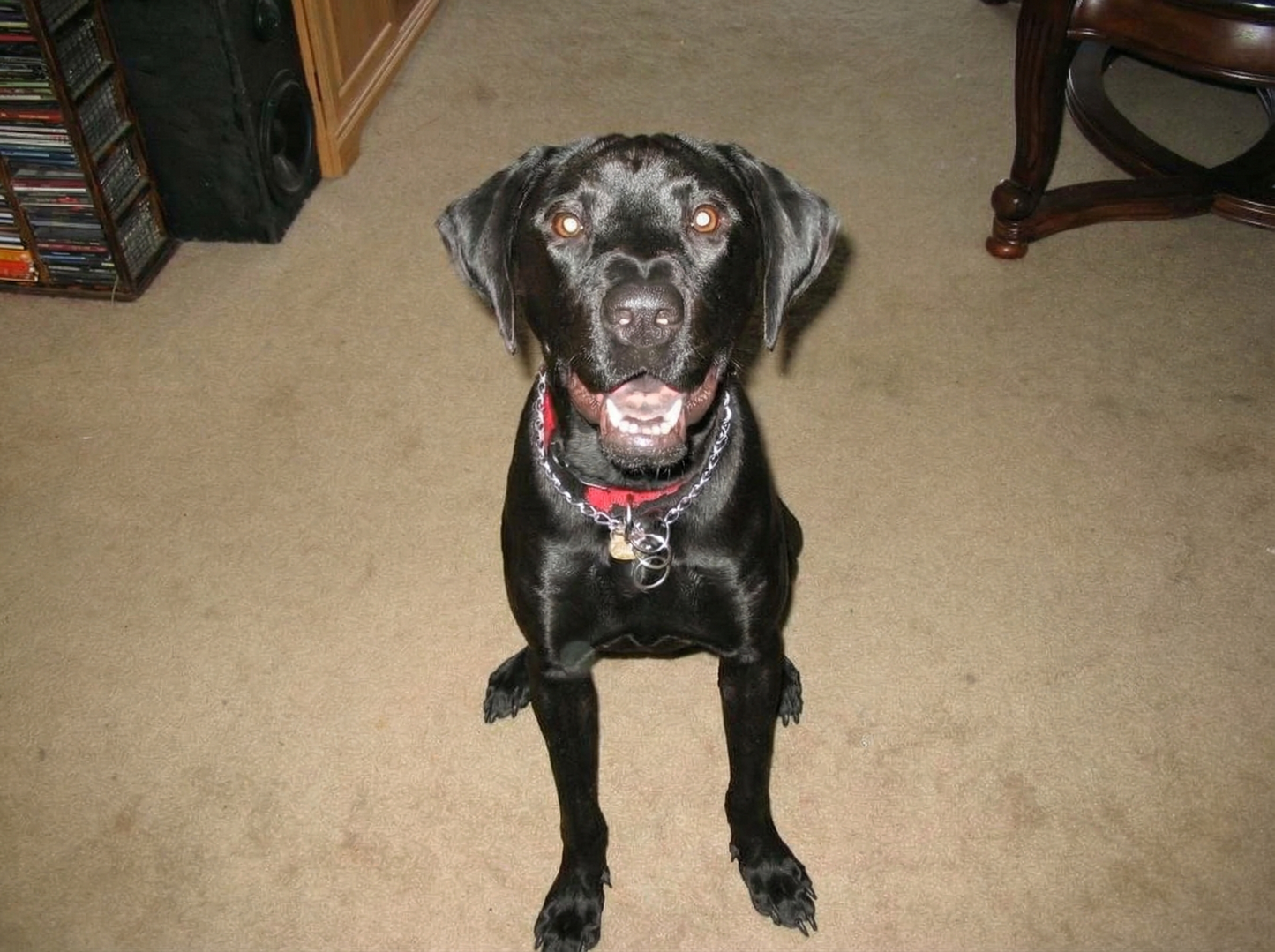 Portrettfoto av hunden Miss Puppers, et kjært familiekjæledyr som minnes med kjærlighet på Minnepote