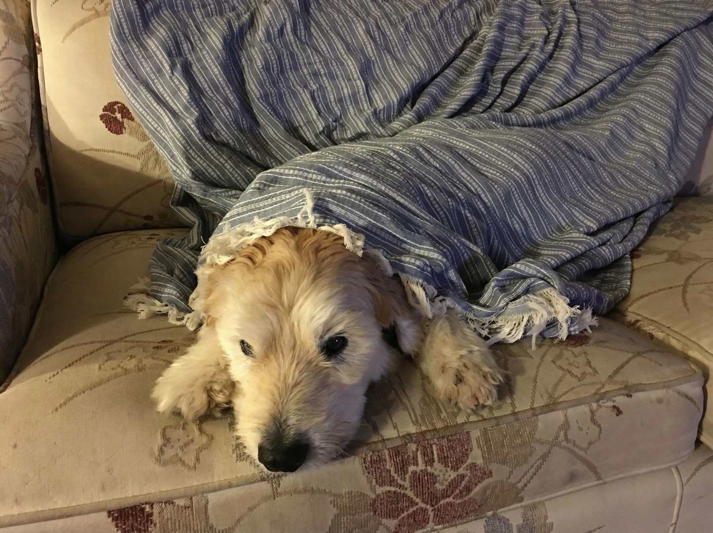 Portrettfoto av Buster Naum Thomas, en elsket hund til minne på Minnepote