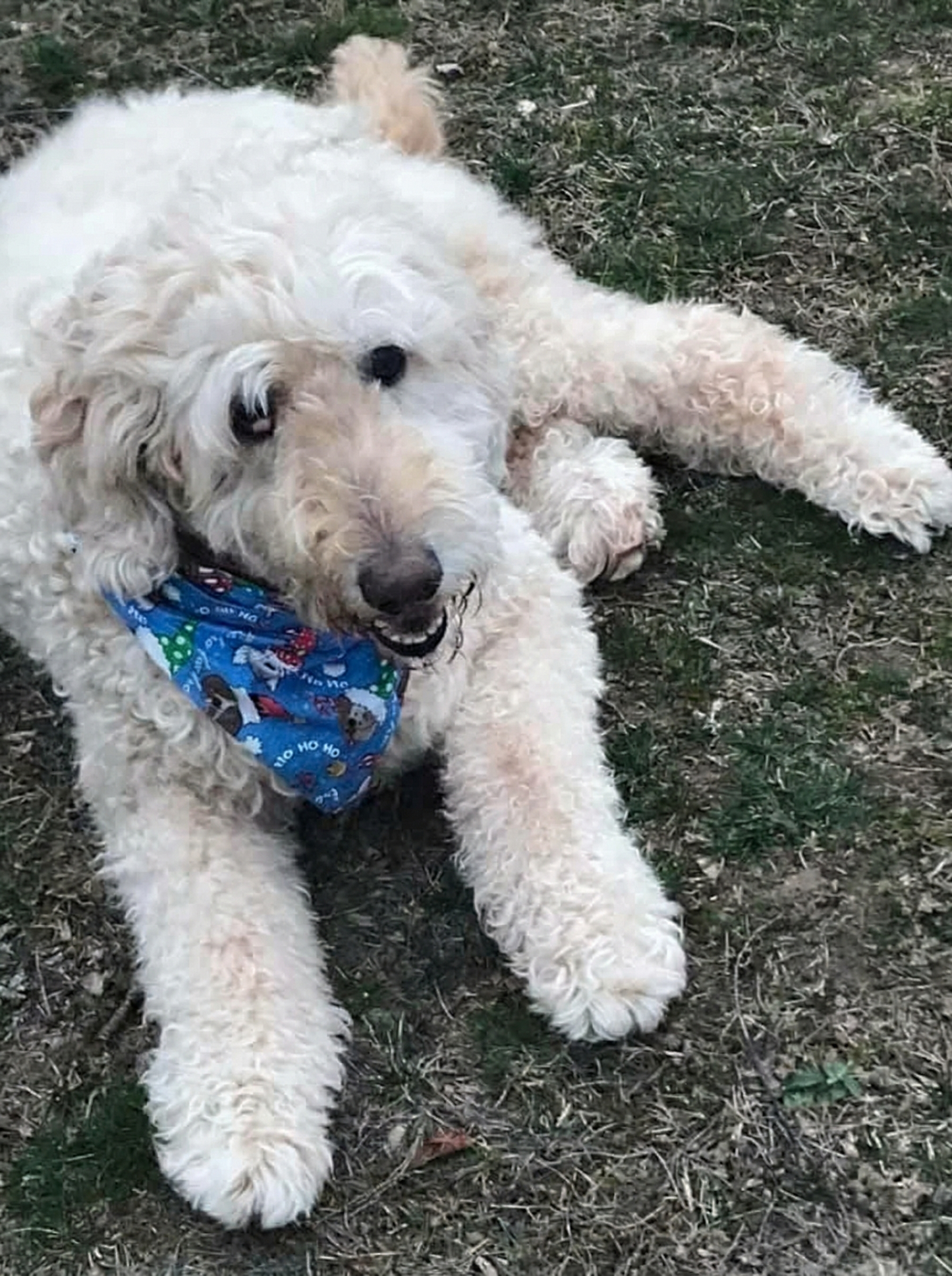 Portrettfoto av Slider, en elsket hund, til minne på Minnepote