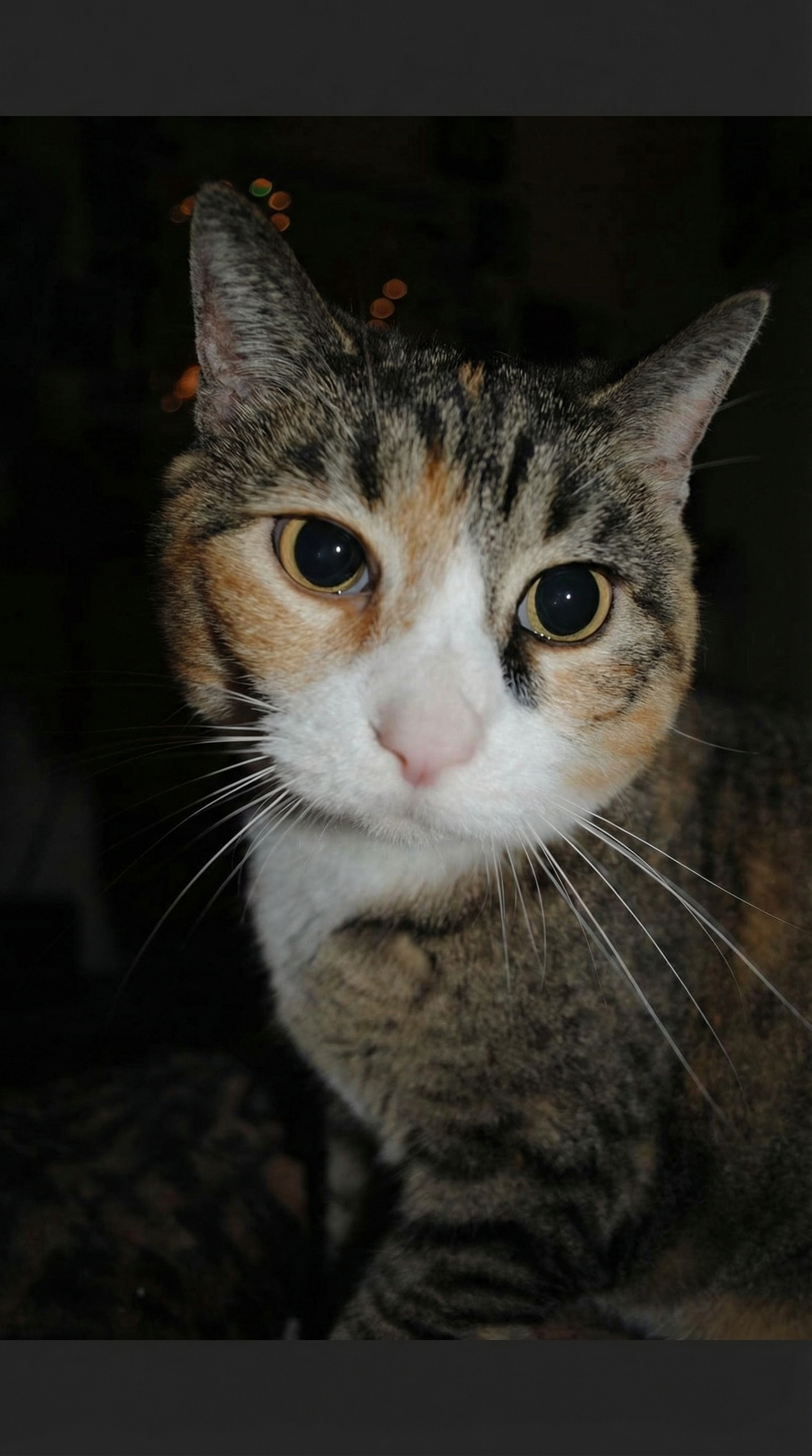 Portrett av katten Gutter, et kjærlig minne fra Fauske, Norge