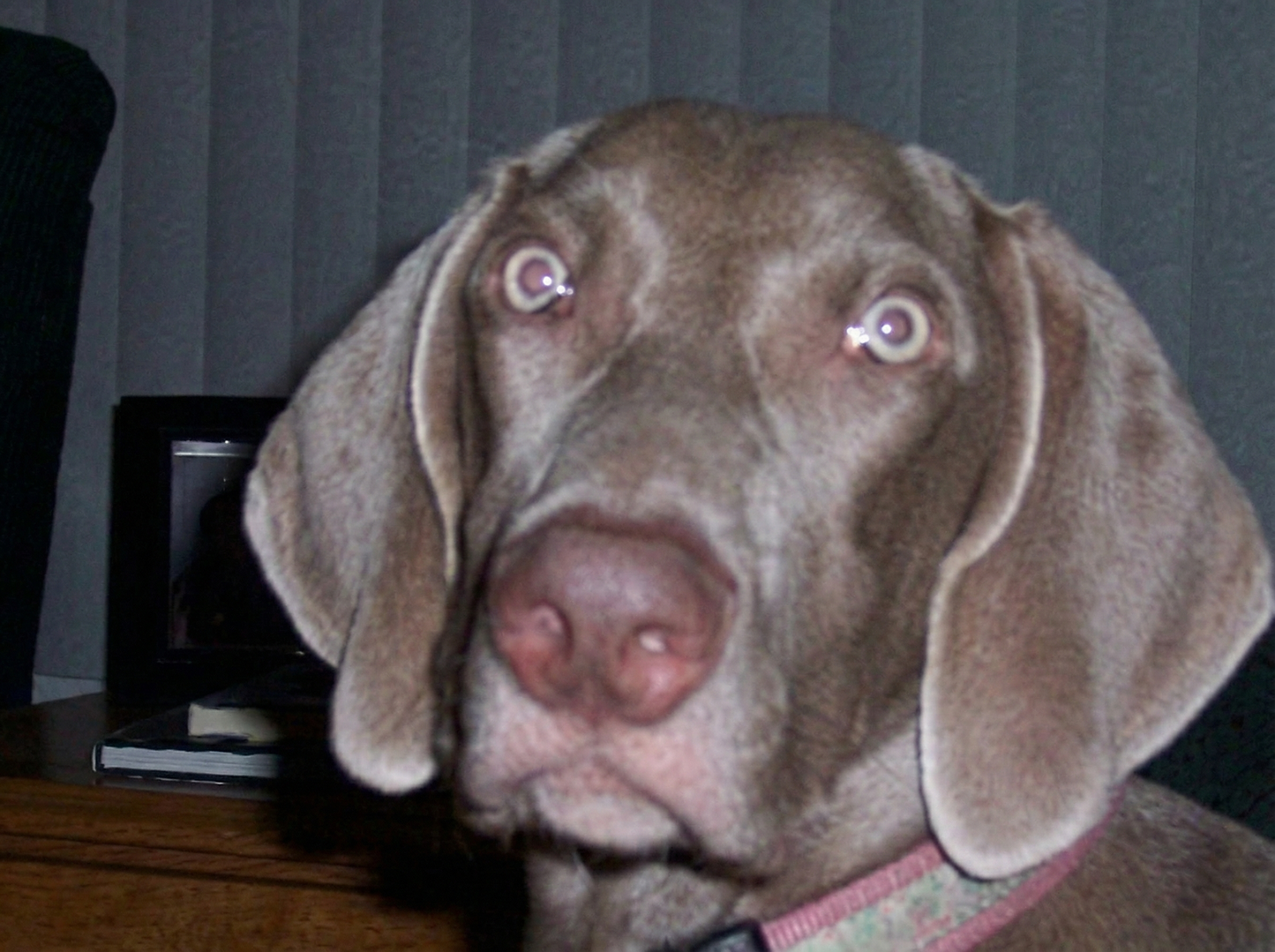 Portrett av Adrian, en elsket hund som minnes med kjærlighet på Minnepote