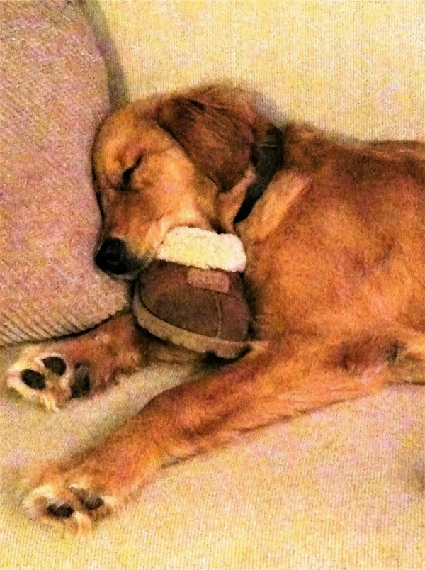Duke