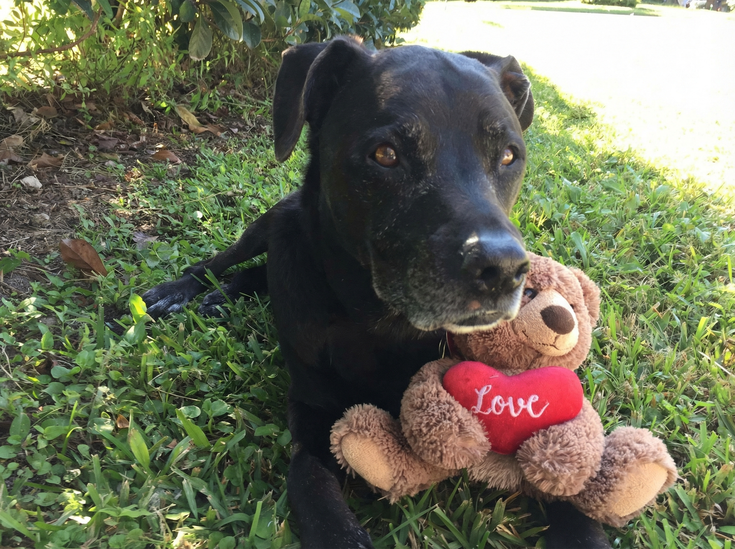 Portrett av hunden Gracie Lou, elsket familiehund fra Mosjøen, fotografert utendørs