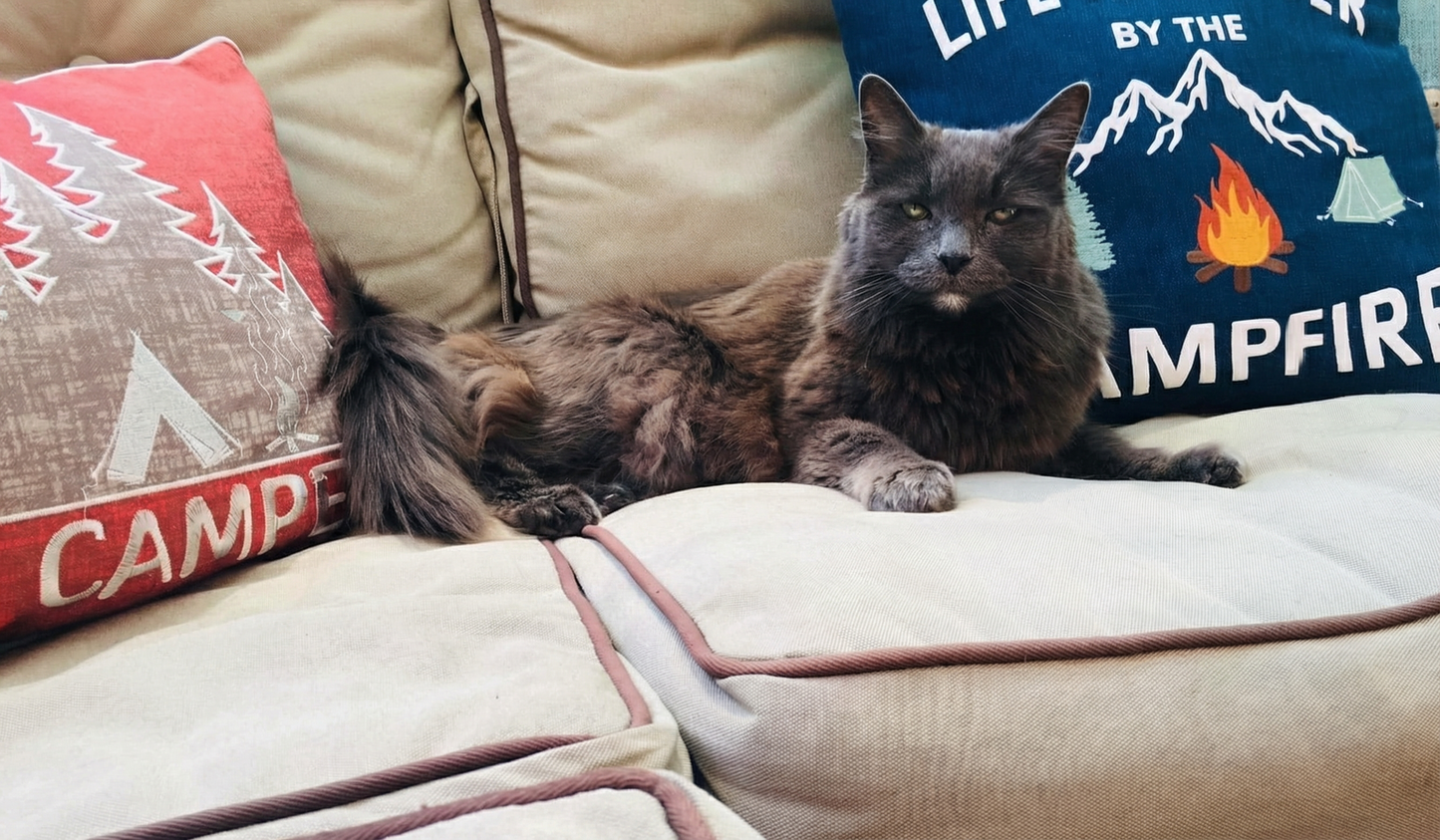 Jasmine, en vakker katt fra Molde, minnes med kjærlighet på Minnepote Rainbow Bridge-minnesiden