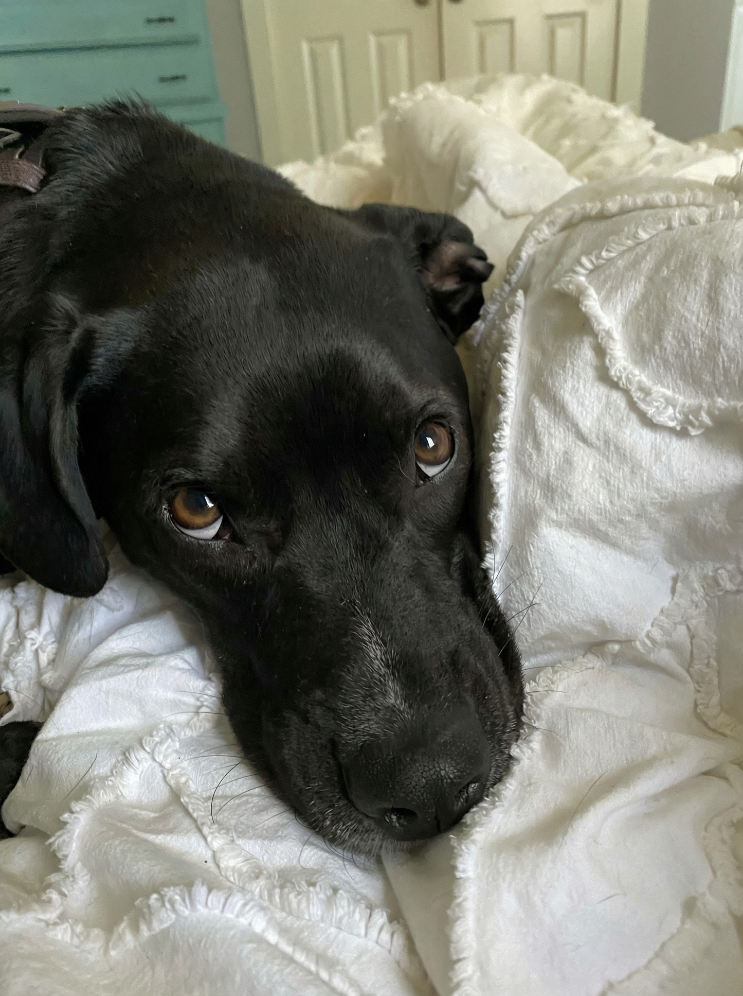 Bruno, en stor og kjekk hund fra Bodø, hviler fredelig i grønne omgivelser