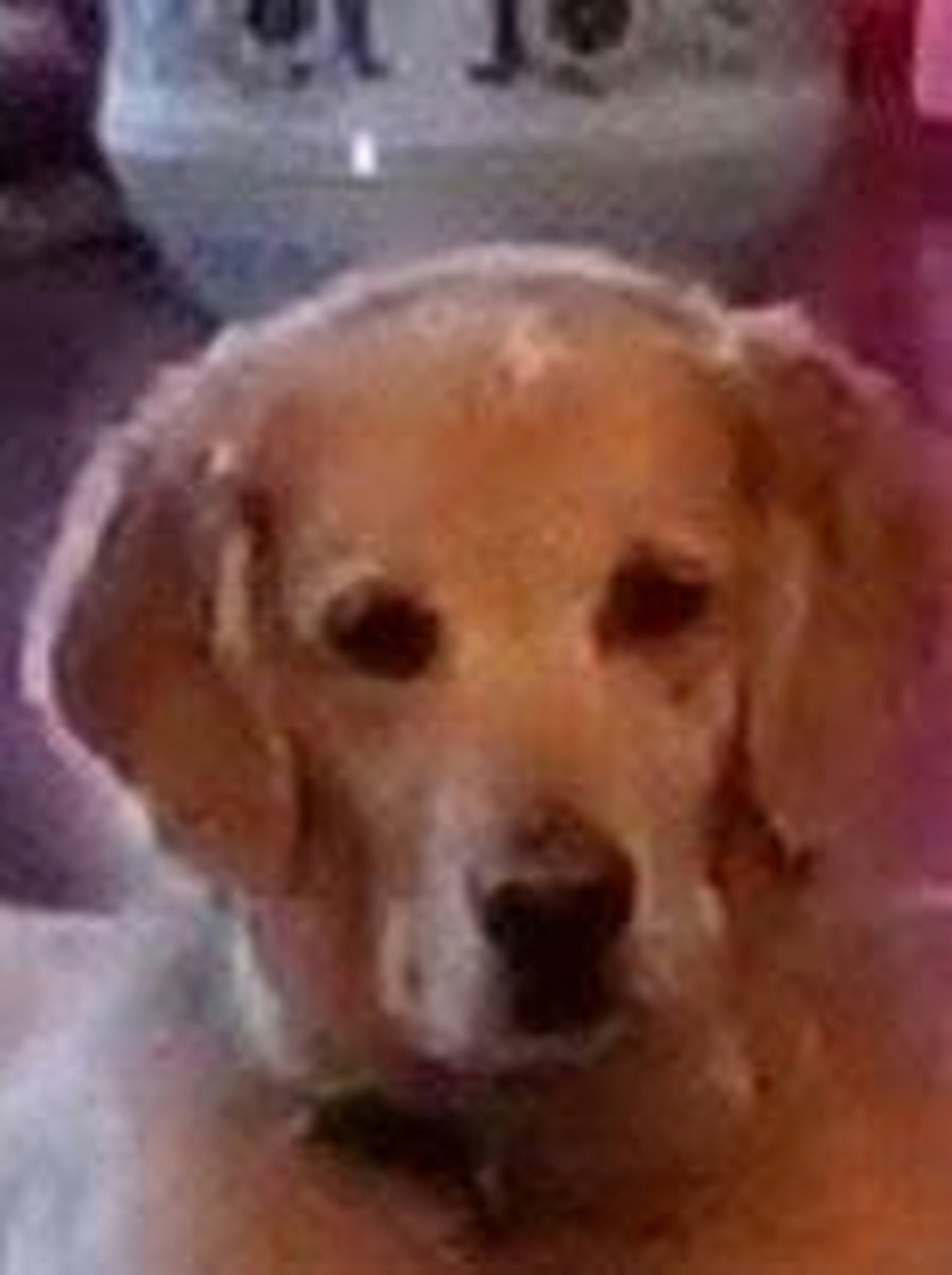 Bella, en kjærlig hund fra Fredrikstad, som elsket å leke og var modig til det siste