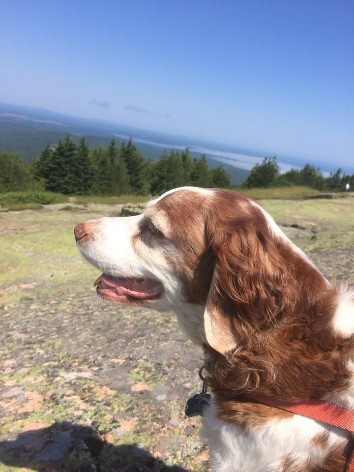 Zoe Rose, en elsket Brittany Spaniel fra Levanger, Norge.