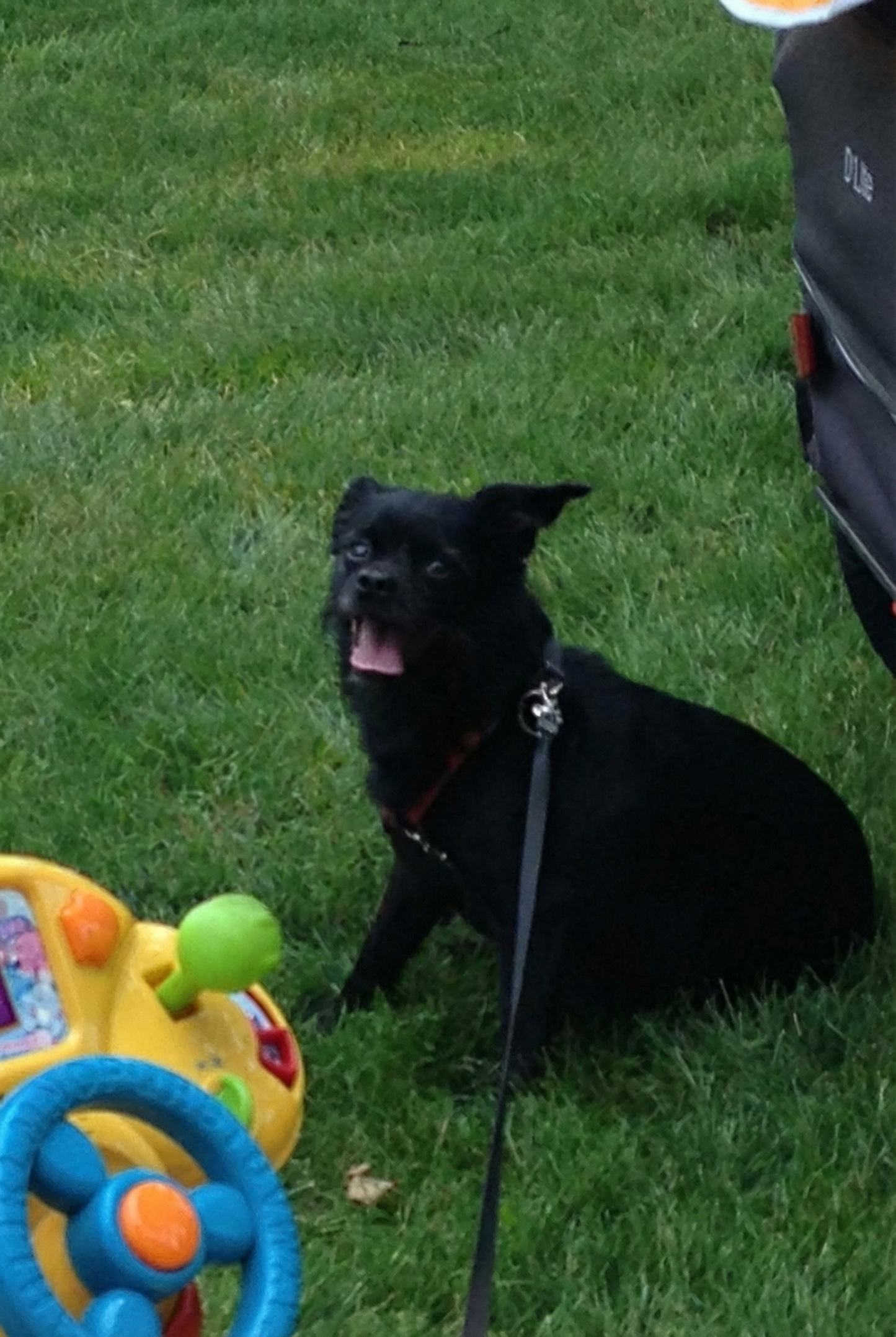 Portrettfoto av Sneakers, en elsket hund, til minne på Minnepote