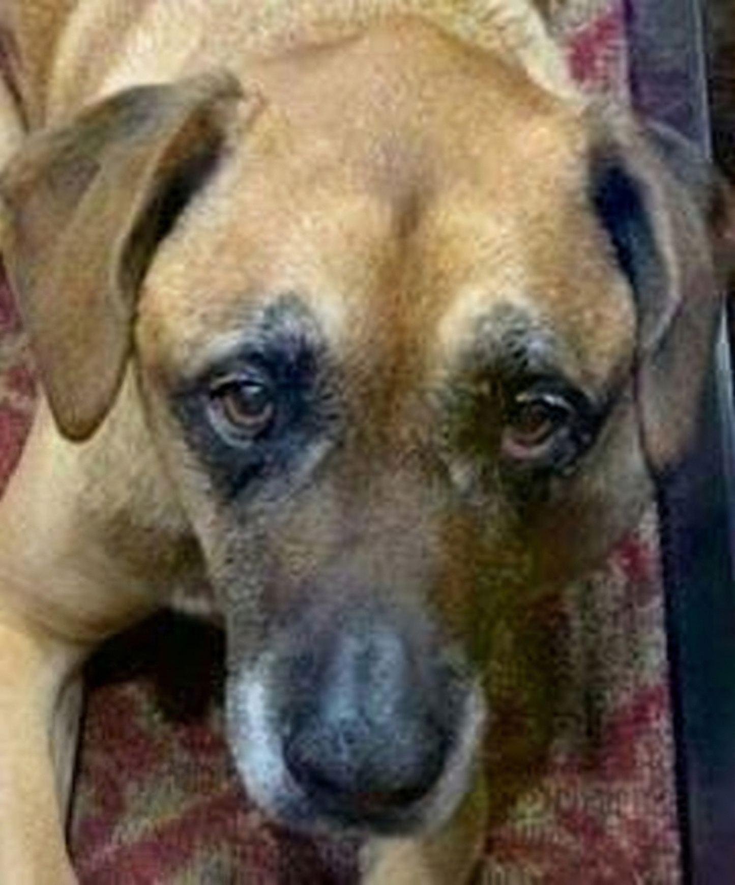 Minnebilde av Kiba, en brun hund, med eier Julie i Oslo.