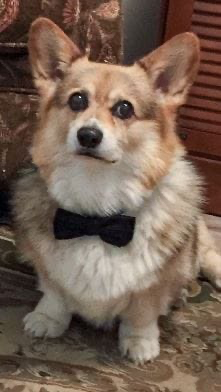 En Corgi hund ved navn Riley ligger på et teppe og ser fredfullt på kameraet.