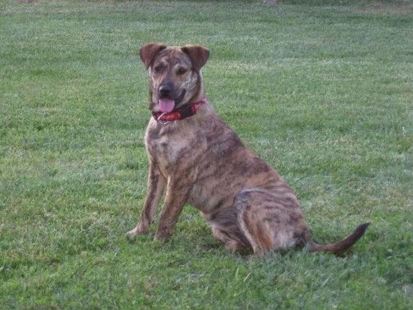 Gypsy minneside: Bilde av elsket kjæledyr, Gypsy, minnes av Stefanie fra Oslo, Norge.