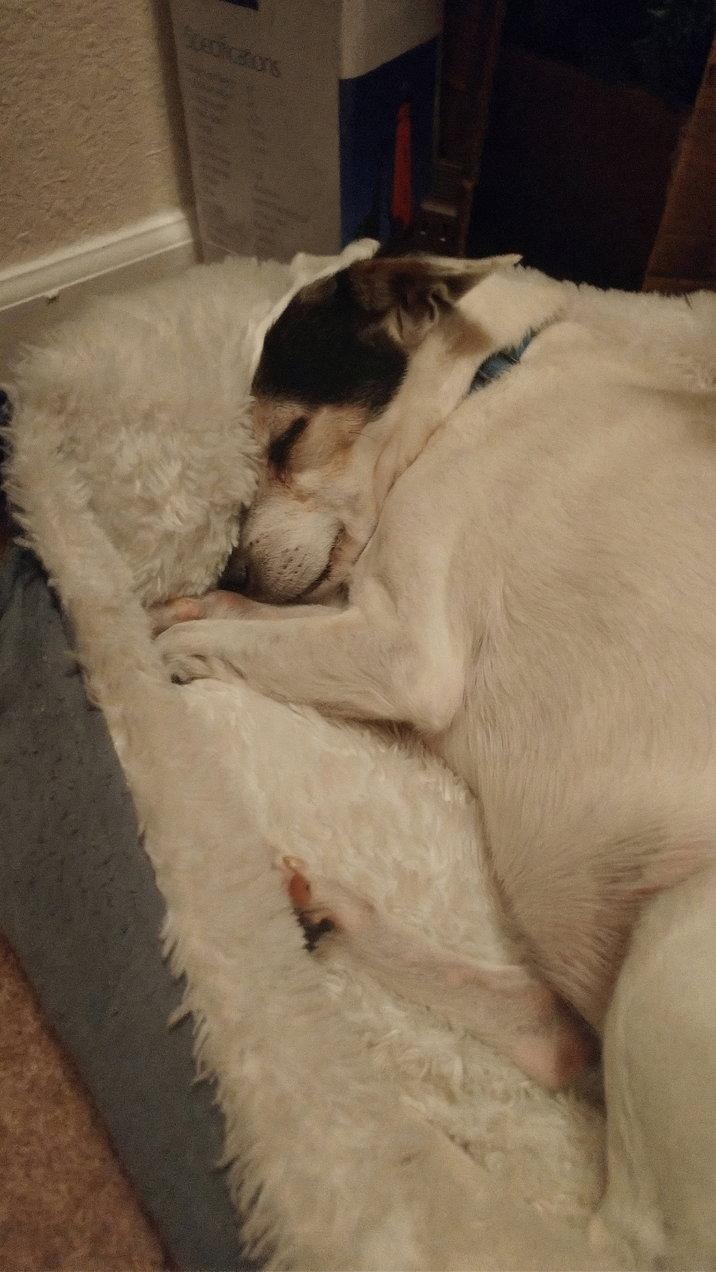 Lou Jack på minneveggen - en elsket hund minnes av sin eier Kaley fra Oslo, Norge